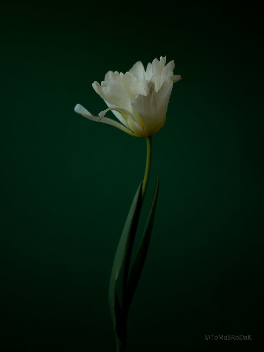 Tulip Photo Picture by Tomas Rodak for sale at TOMs FLOWer CLUB. Limited edition runs of 139 only, framed as real photo print of museum quality, behind 2mm acrylic glass, made by WhiteWall.