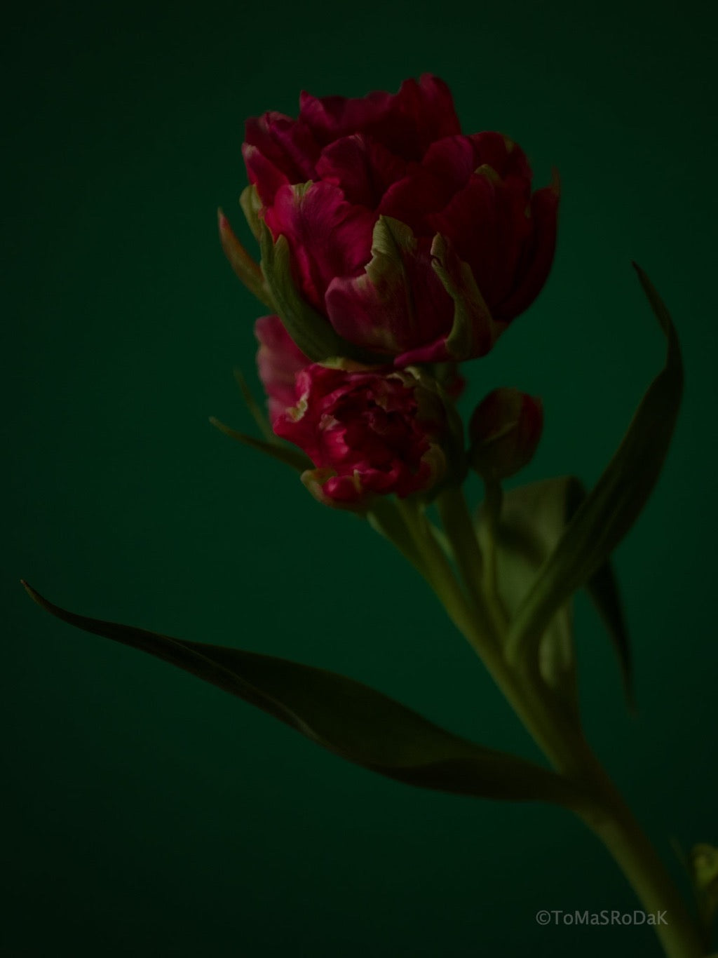 Tulip Photo Picture by Tomas Rodak for sale at TOMs FLOWer CLUB. Limited edition runs of 139 only, framed as real photo print of museum quality, behind 2mm acrylic glass, made by WhiteWall.