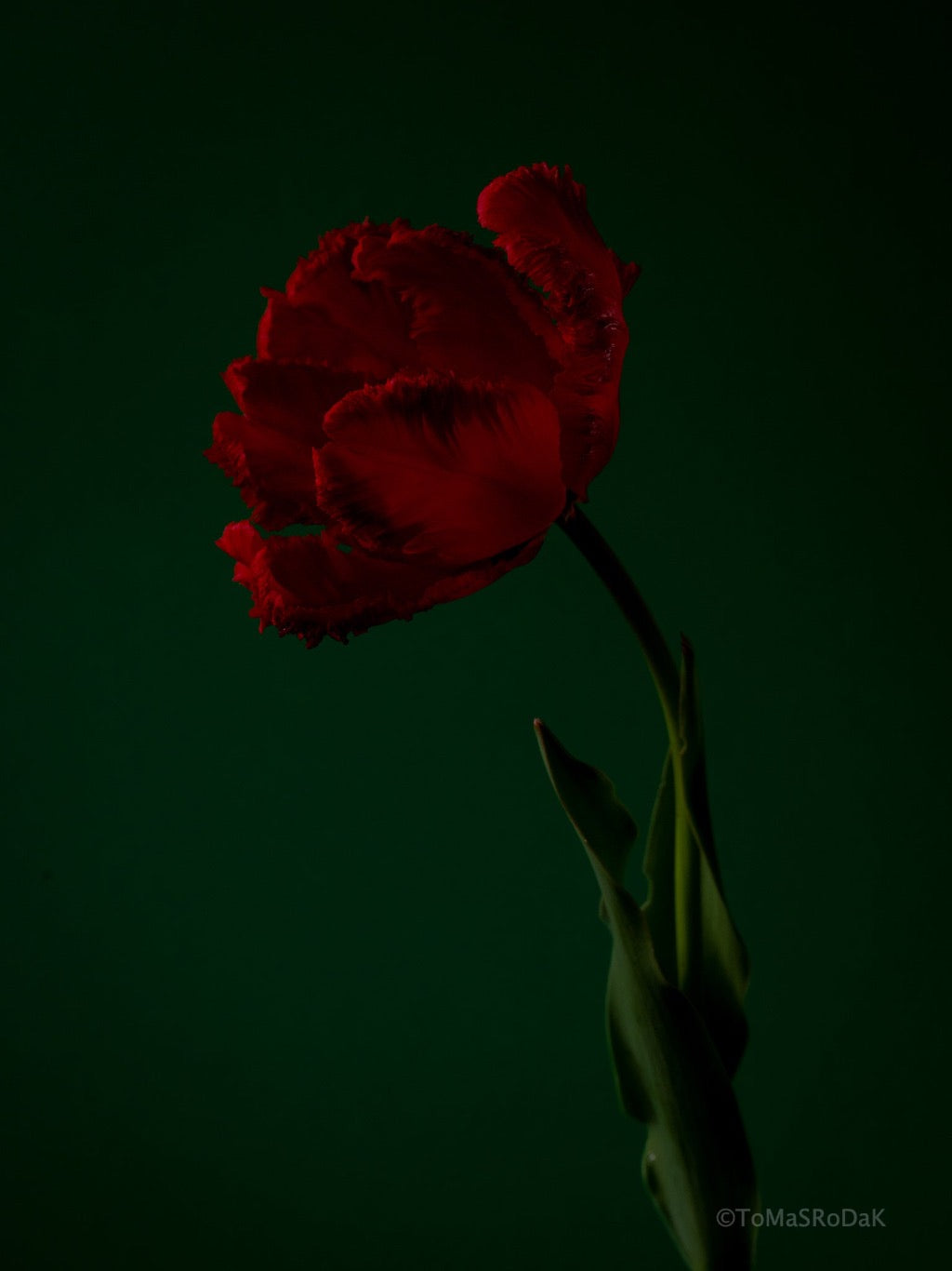 Tulip Photo Picture by Tomas Rodak for sale at TOMs FLOWer CLUB. Limited edition runs of 139 only, framed as real photo print of museum quality, behind 2mm acrylic glass, made by WhiteWall.