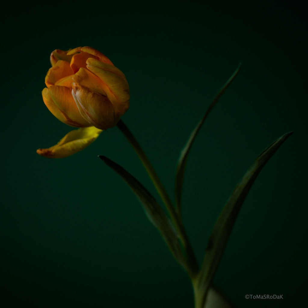Tulip Photo Picture by Tomas Rodak for sale at TOMs FLOWer CLUB. Limited edition runs of 139 only, framed as real photo print of museum quality, behind 2mm acrylic glass, made by WhiteWall.