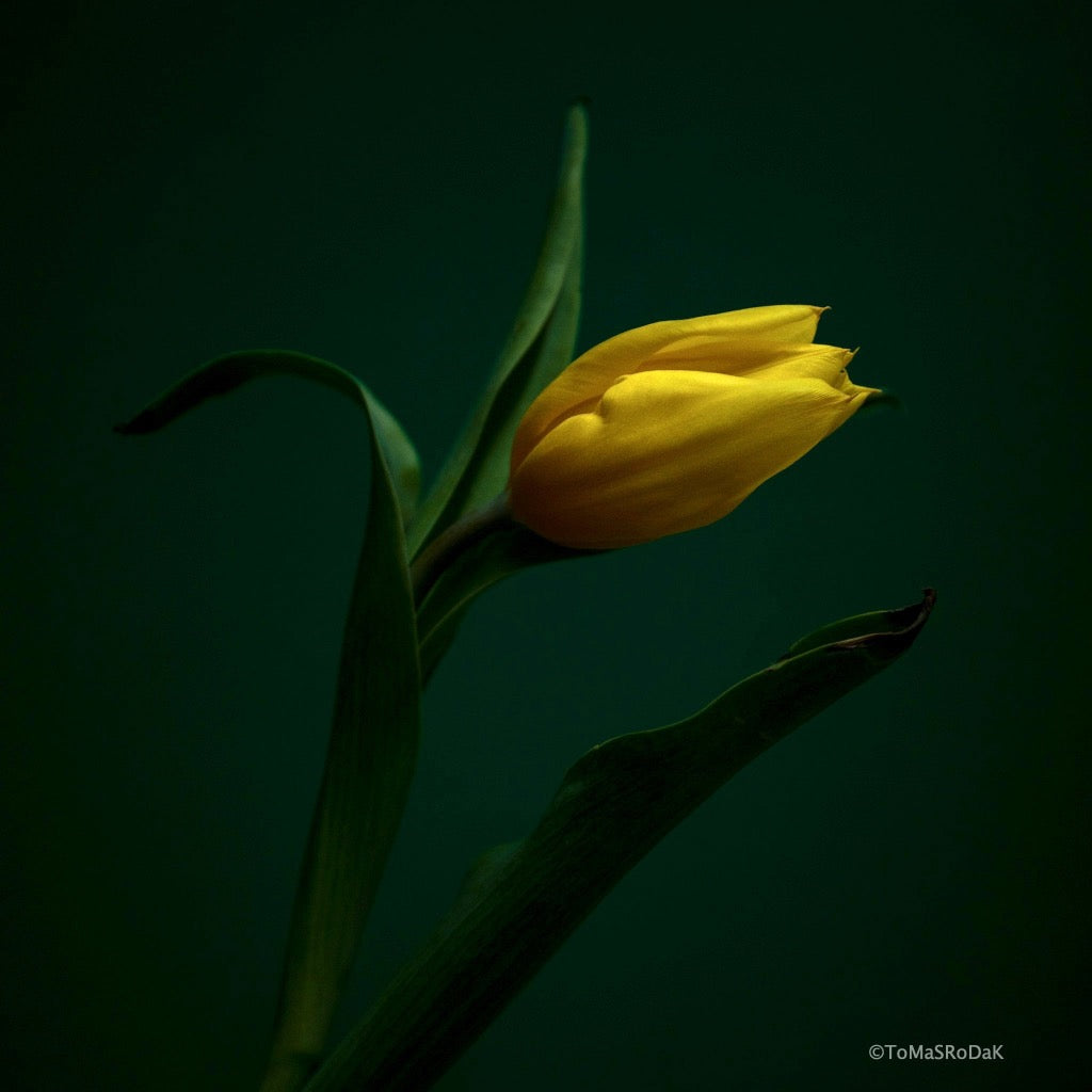 Tulip Photo Picture by Tomas Rodak for sale at TOMs FLOWer CLUB. Limited edition runs of 139 only, framed as real photo print of museum quality, behind 2mm acrylic glass, made by WhiteWall.