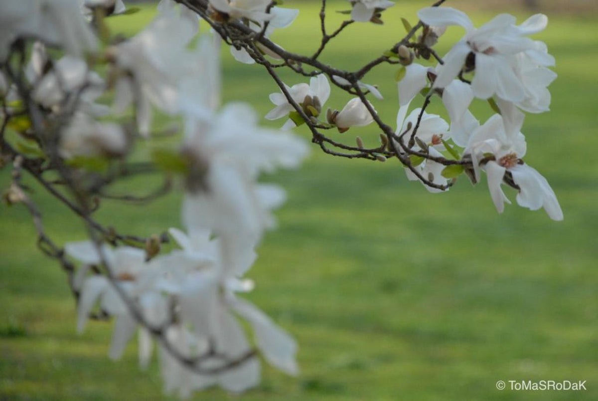 White magnolia by TOMas Rodak, real photo behind acrylic glass in limited edition runs of 139 for sale at TOMs FLOWer CLUB, gallery quality, signed, numbered and certified.