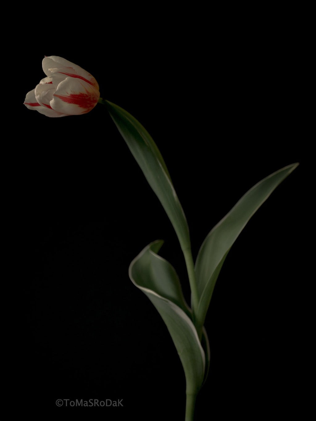 Tulip Photo Picture by Tomas Rodak for sale at TOMs FLOWer CLUB. Limited edition runs of 139 only, framed as real photo print of museum quality, behind 2mm acrylic glass, made by WhiteWall.