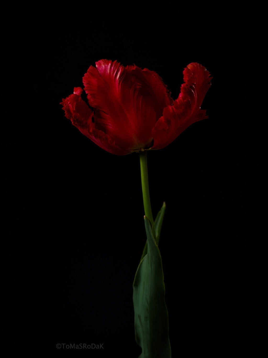 Tulip Photo Picture by Tomas Rodak for sale at TOMs FLOWer CLUB. Limited edition runs of 139 only, framed as real photo print of museum quality, behind 2mm acrylic glass, made by WhiteWall.
