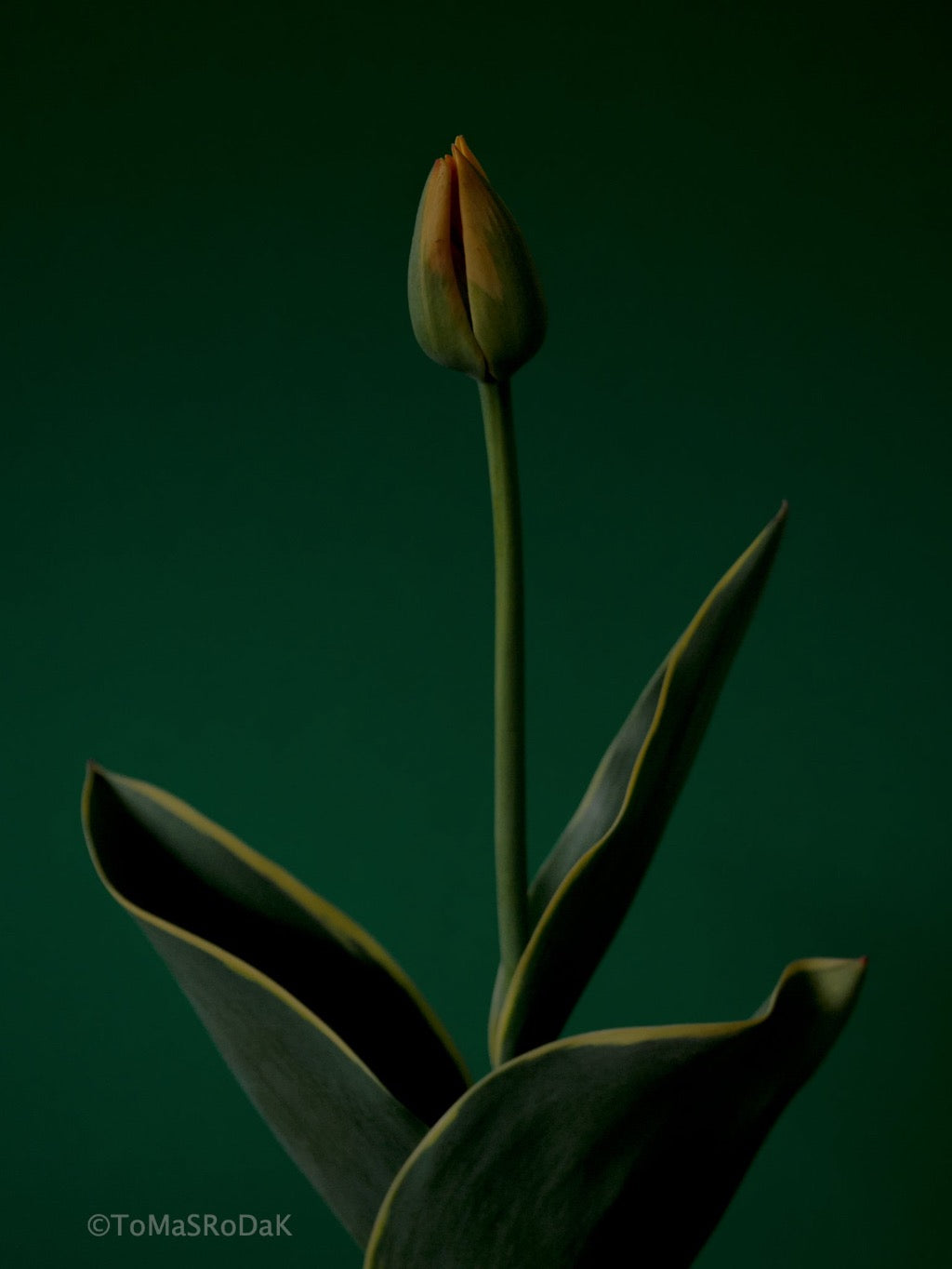 Tulip Photo Picture by Tomas Rodak for sale at TOMs FLOWer CLUB. Limited edition runs of 139 only, framed as real photo print of museum quality, behind 2mm acrylic glass, made by WhiteWall.