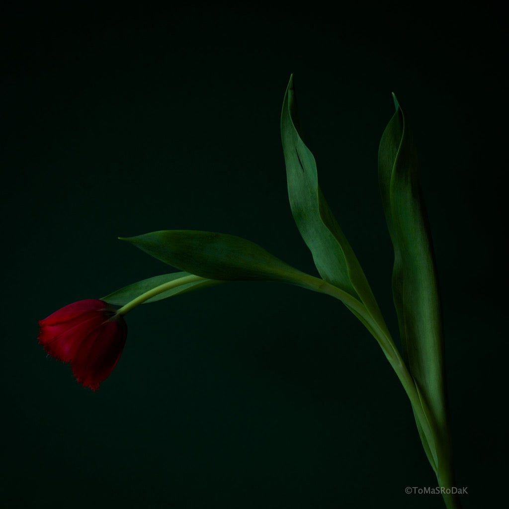 Tulip Photo Picture by Tomas Rodak for sale at TOMs FLOWer CLUB. Limited edition runs of 139 only, framed as real photo print of museum quality, behind 2mm acrylic glass, made by WhiteWall.