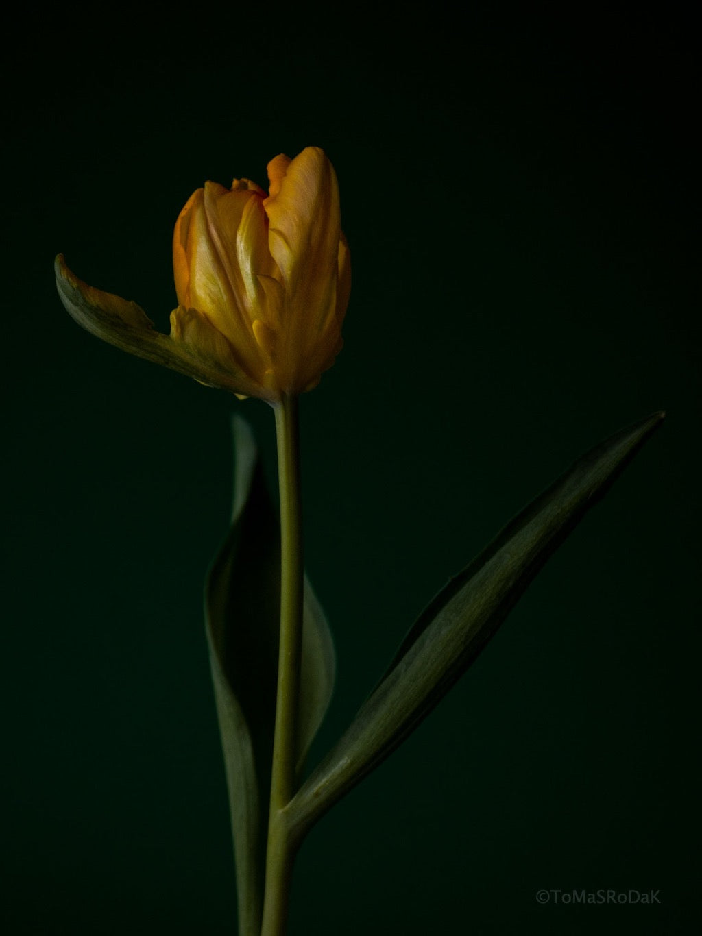 Tulip Photo Picture by Tomas Rodak for sale at TOMs FLOWer CLUB. Limited edition runs of 139 only, framed as real photo print of museum quality, behind 2mm acrylic glass, made by WhiteWall.