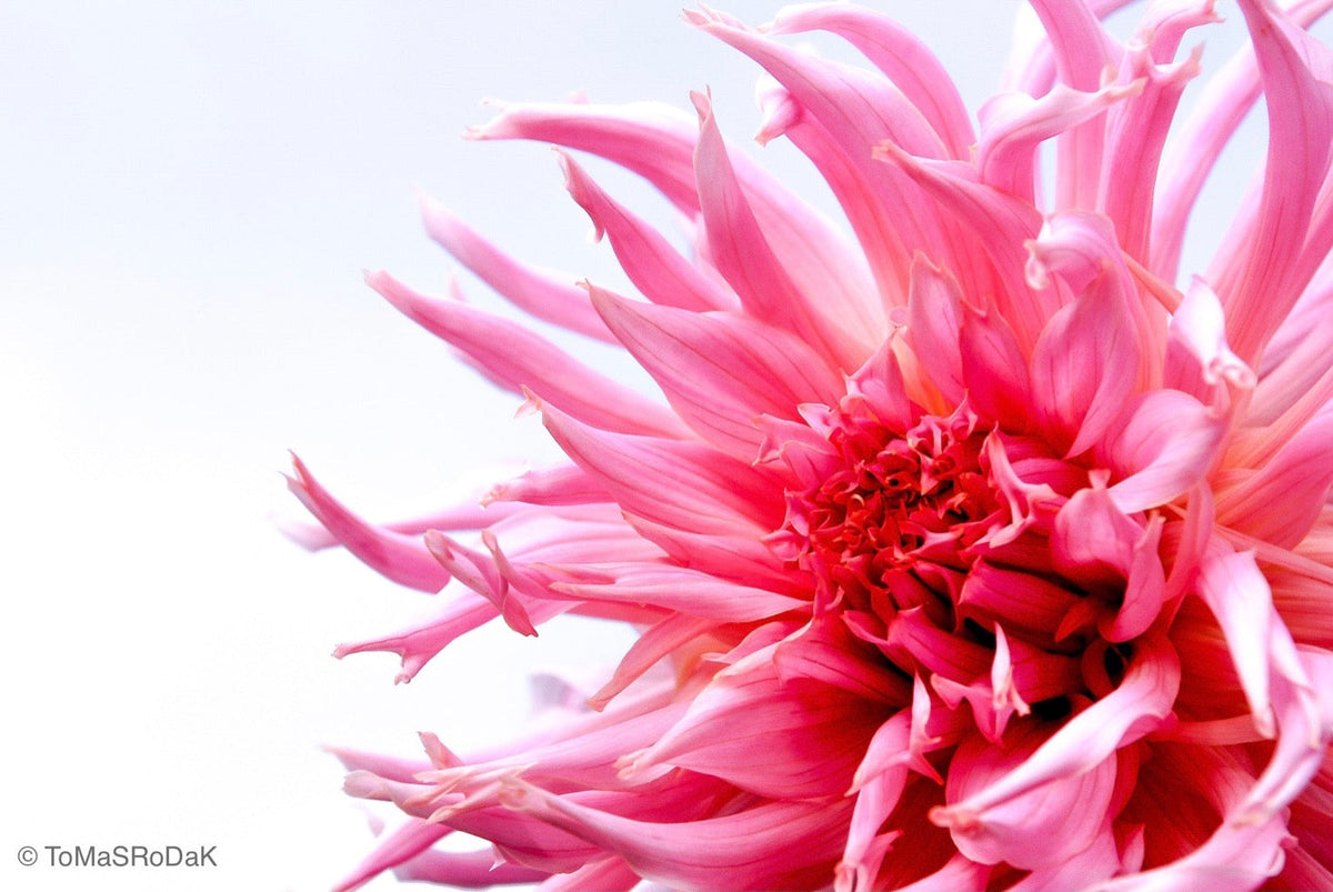 Dahlia by TOMas Rodak, real photo behind acrylic glass in limited edition runs of 139 for sale at TOMs FLOWer CLUB, gallery quality, signed, numbered and certified.