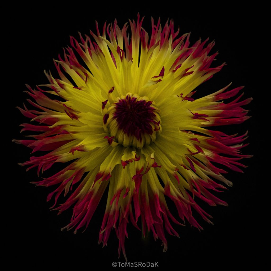 Dahlia by TOMas Rodak, real photo behind acrylic glass in limited edition runs of 139 for sale at TOMs FLOWer CLUB, gallery quality, signed, numbered and certified.