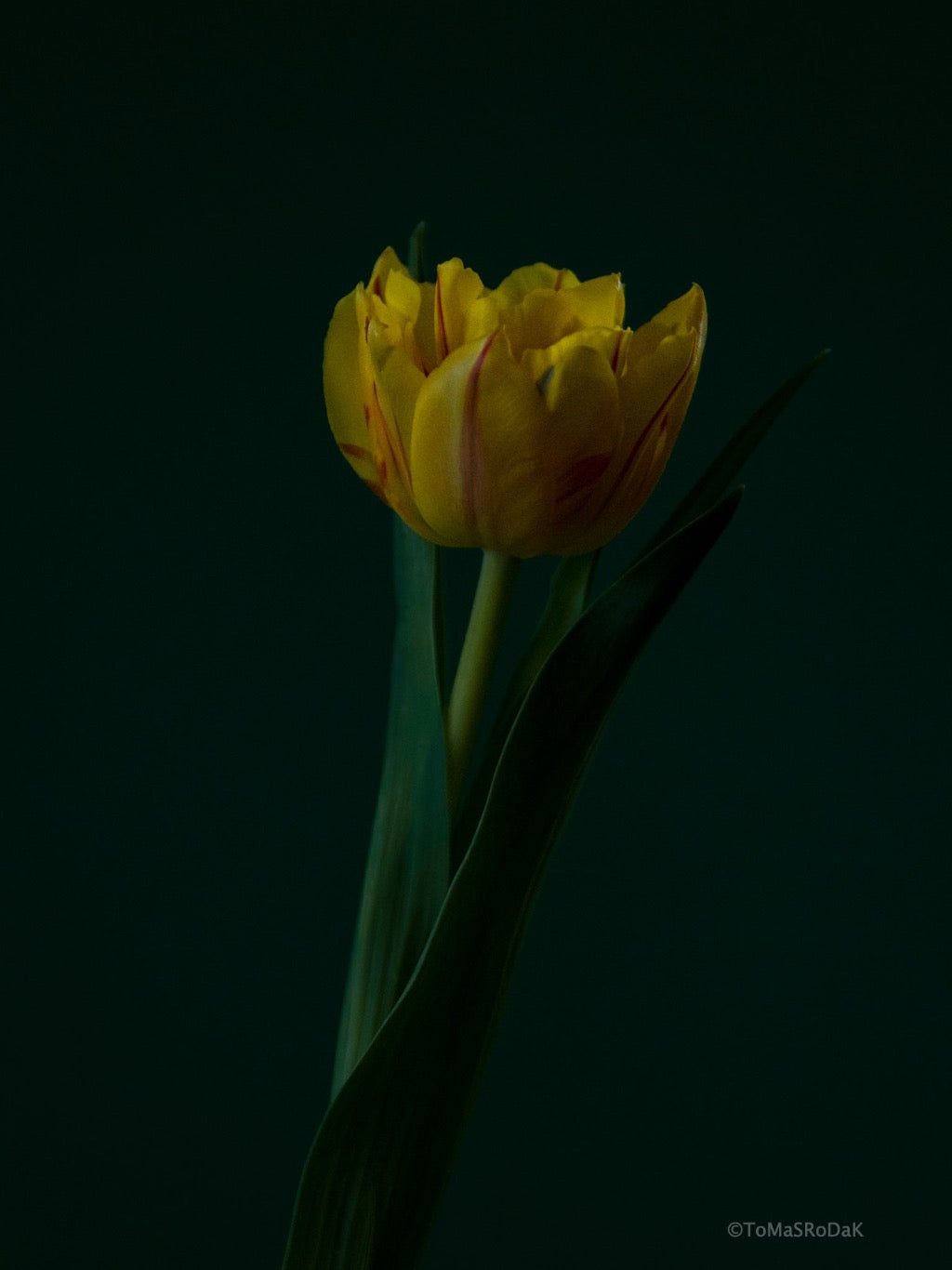 Tulip Photo Picture by Tomas Rodak for sale at TOMs FLOWer CLUB. Limited edition runs of 139 only, framed as real photo print of museum quality, behind 2mm acrylic glass, made by WhiteWall.