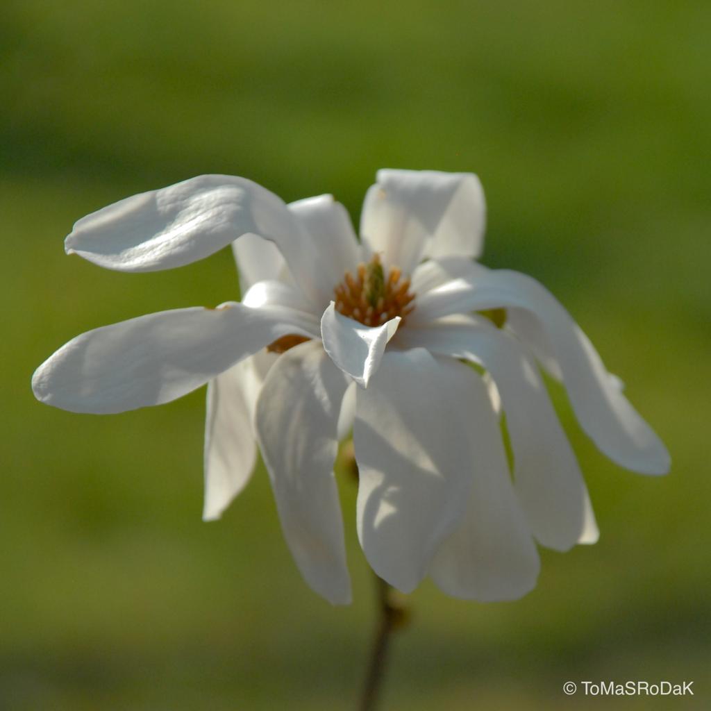 White magnolia by TOMas Rodak, real photo behind acrylic glass in limited edition runs of 139 for sale at TOMs FLOWer CLUB, gallery quality, signed, numbered and certified.