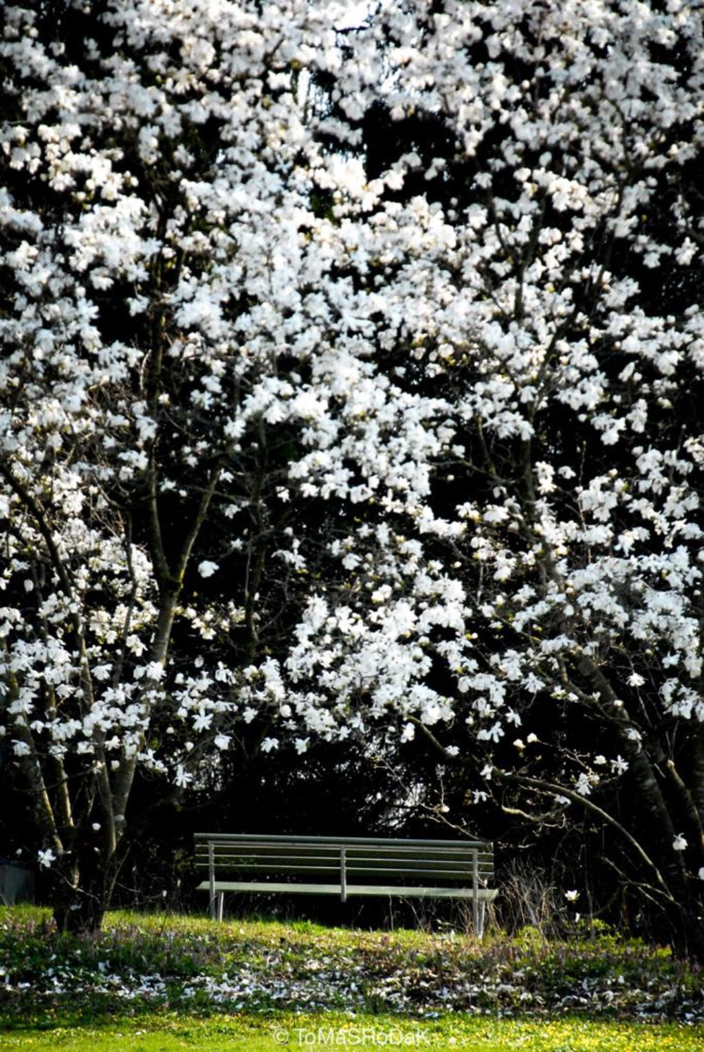 Magnolia tree with bench by TOMas Rodak, real photo behind acrylic glass in limited edition runs of 139 for sale at TOMs FLOWer CLUB, gallery quality, signed, numbered and certified.