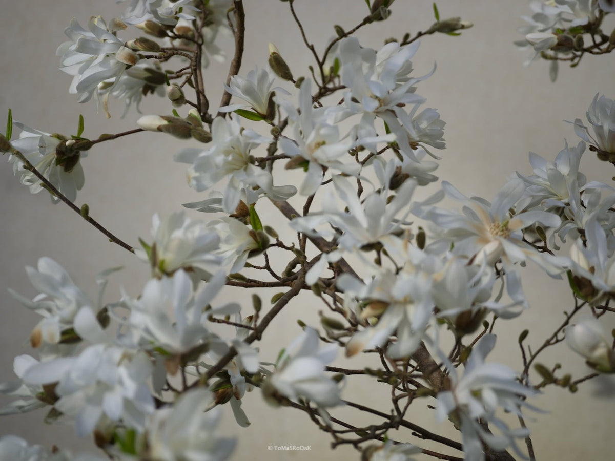 White magnolia by TOMas Rodak, real photo behind acrylic glass in limited edition runs of 139 for sale at TOMs FLOWer CLUB, gallery quality, signed, numbered and certified.