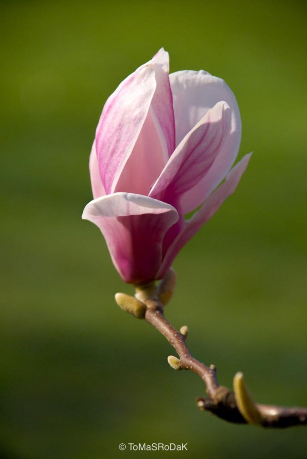 White magnolia by TOMas Rodak, real photo behind acrylic glass in limited edition runs of 139 for sale at TOMs FLOWer CLUB, gallery quality, signed, numbered and certified.