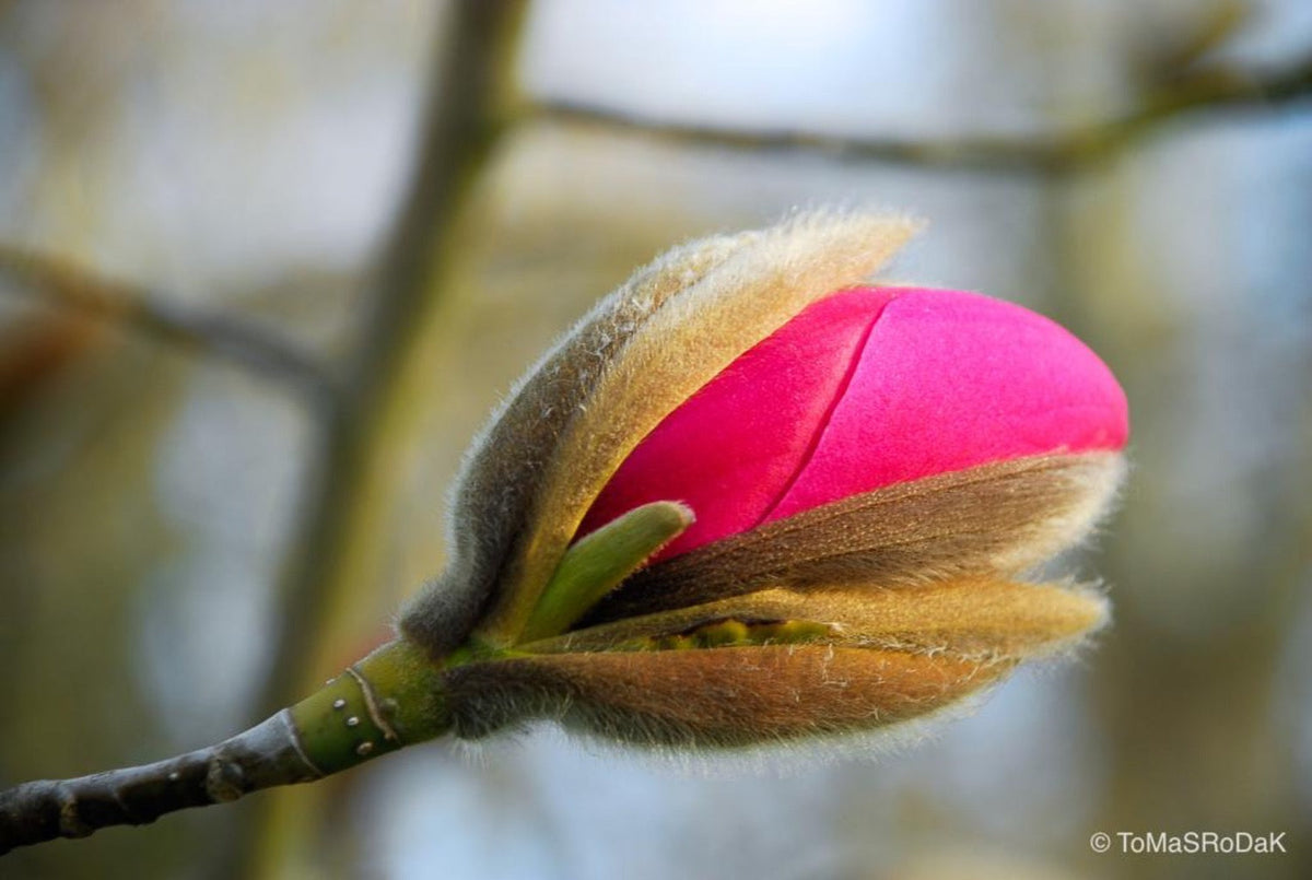Pink magnolia by TOMas Rodak, real photo behind acrylic glass in limited edition runs of 139 for sale at TOMs FLOWer CLUB, gallery quality, signed, numbered and certified.