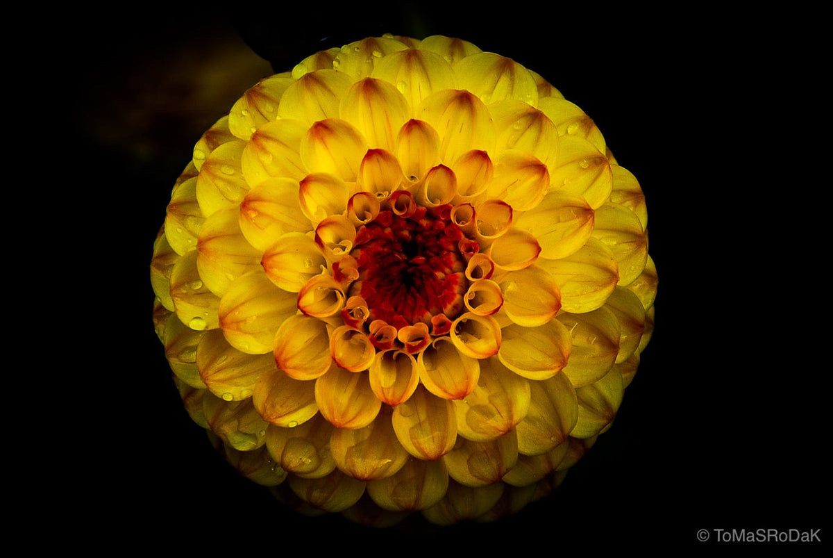 Dahlia, still life floral art photography by Tomas Rodak, photo behind the acrylic glas made by White Wall / LUMAS; offered for sale by TOMs FLOWer CLUB.