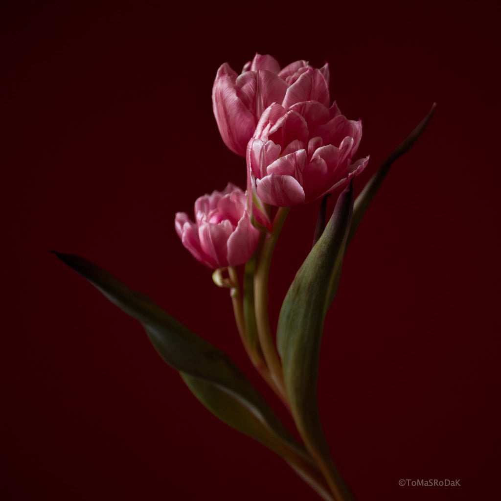 Tulip Photo Picture by Tomas Rodak for sale at TOMs FLOWer CLUB. Limited edition runs of 139 only, framed as real photo print of museum quality, behind 2mm acrylic glass, made by WhiteWall.