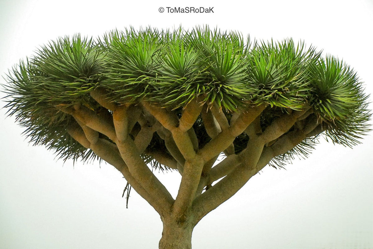Dracaena Draco, tree series of art photography by Tomas Rodak, photo behind the acrylic glas made by White Wall / LUMAS; offered for sale by TOMs FLOWer CLUB.