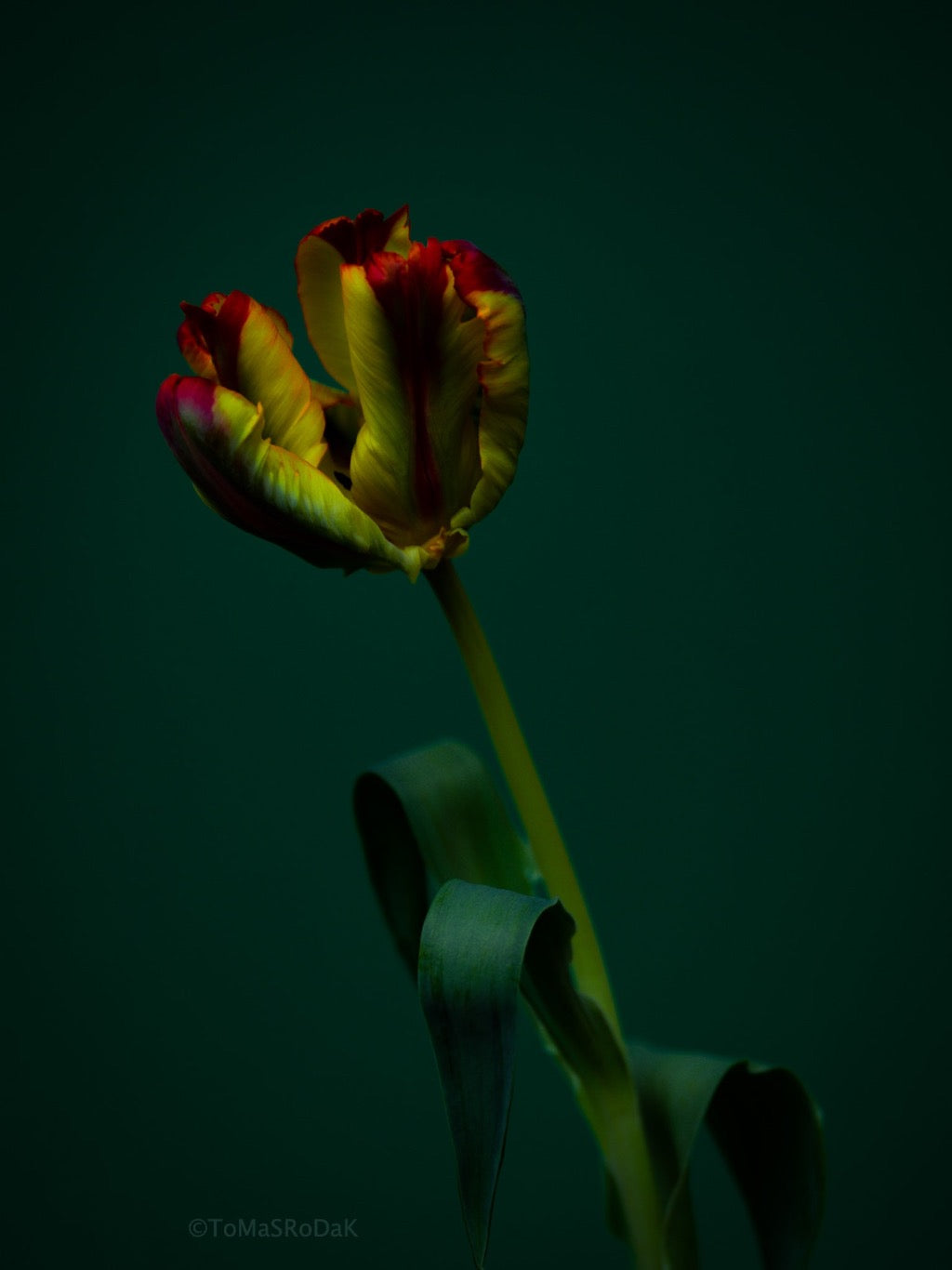 Tulip Photo Picture by Tomas Rodak for sale at TOMs FLOWer CLUB. Limited edition runs of 139 only, framed as real photo print of museum quality, behind 2mm acrylic glass, made by WhiteWall.