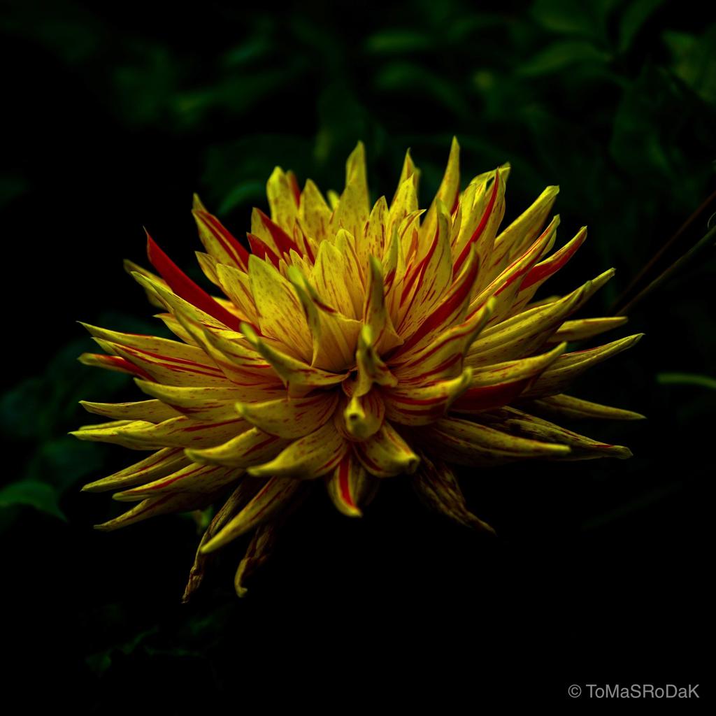 Dahlia by TOMas Rodak, real photo behind acrylic glass in limited edition runs of 139 for sale at TOMs FLOWer CLUB, gallery quality, signed, numbered and certified.