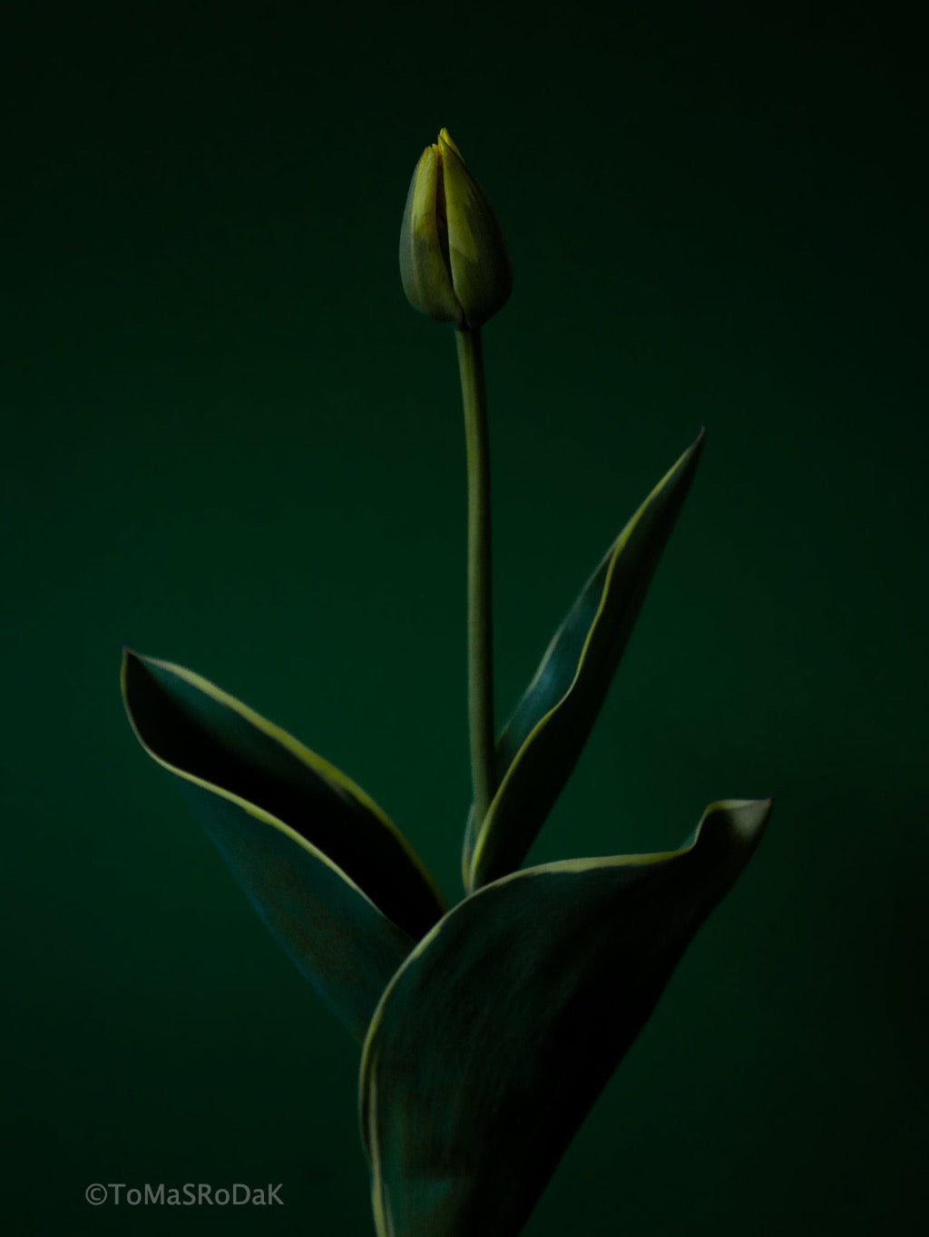 Tulip Photo Picture by Tomas Rodak for sale at TOMs FLOWer CLUB. Limited edition runs of 139 only, framed as real photo print of museum quality, behind 2mm acrylic glass, made by WhiteWall.
