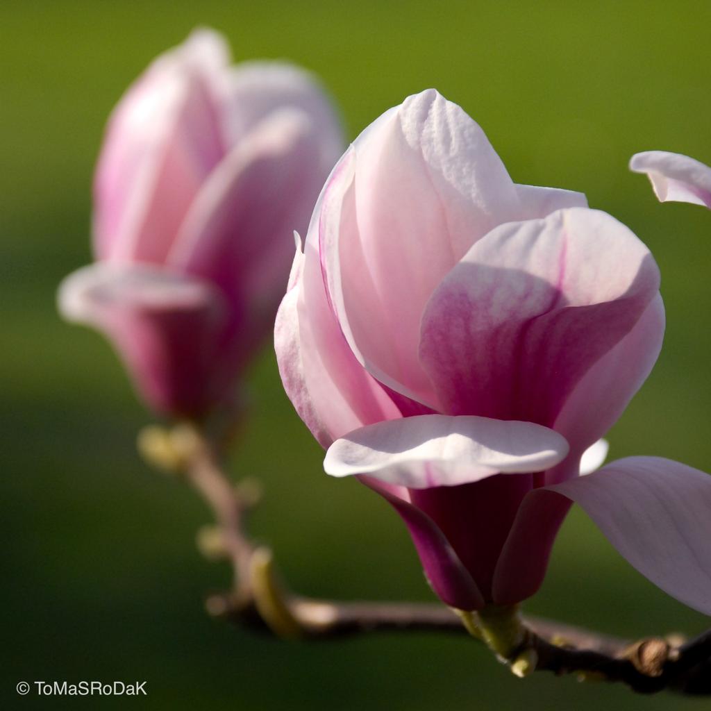 Pink magnolia by TOMas Rodak, real photo behind acrylic glass in limited edition runs of 139 for sale at TOMs FLOWer CLUB, gallery quality, signed, numbered and certified.