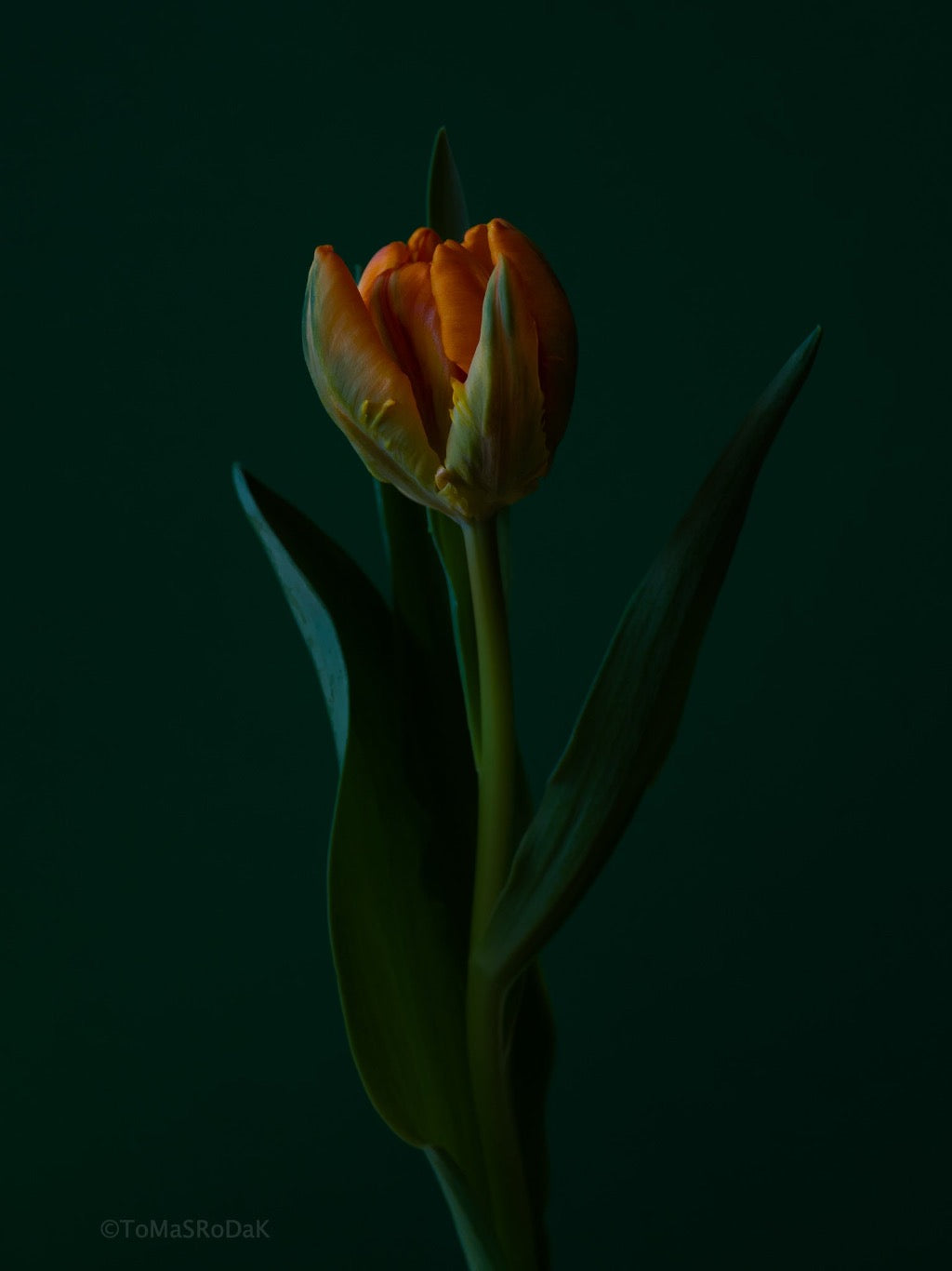Tulip Photo Picture by Tomas Rodak for sale at TOMs FLOWer CLUB. Limited edition runs of 139 only, framed as real photo print of museum quality, behind 2mm acrylic glass, made by WhiteWall.