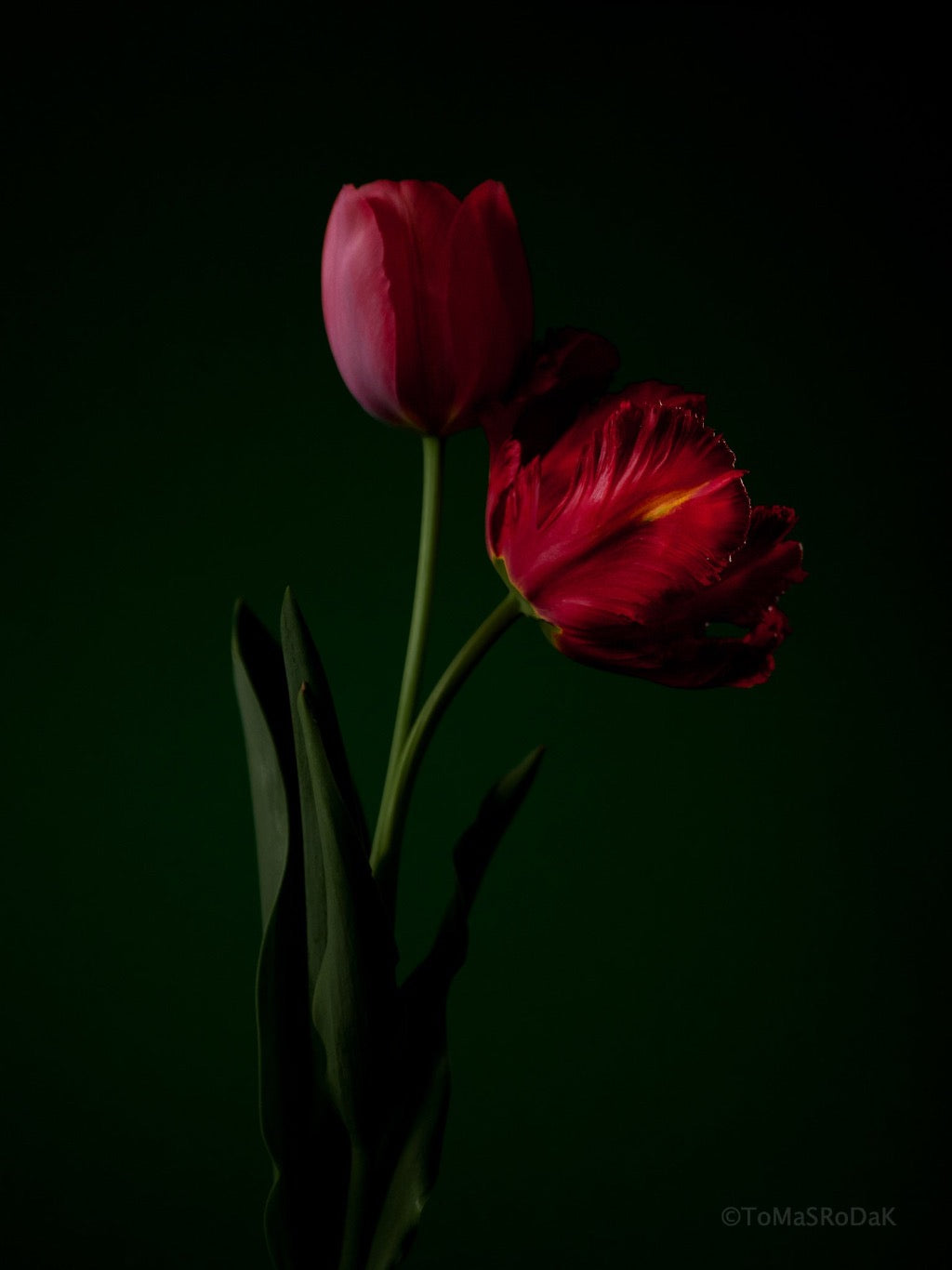 Tulip Photo Picture by Tomas Rodak for sale at TOMs FLOWer CLUB. Limited edition runs of 139 only, framed as real photo print of museum quality, behind 2mm acrylic glass, made by WhiteWall.