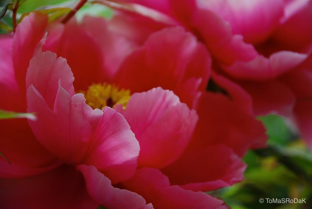 Red peony in blossom, still life floral art photography by Tomas Rodak, photo behind the acrylic glas made by White Wall / LUMAS; offered for sale by TOMs FLOWer CLUB.