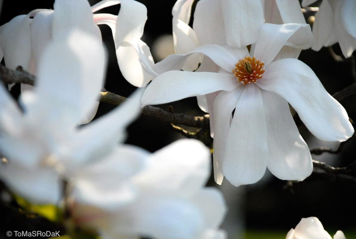 White magnolia by TOMas Rodak, real photo behind acrylic glass in limited edition runs of 139 for sale at TOMs FLOWer CLUB, gallery quality, signed, numbered and certified.