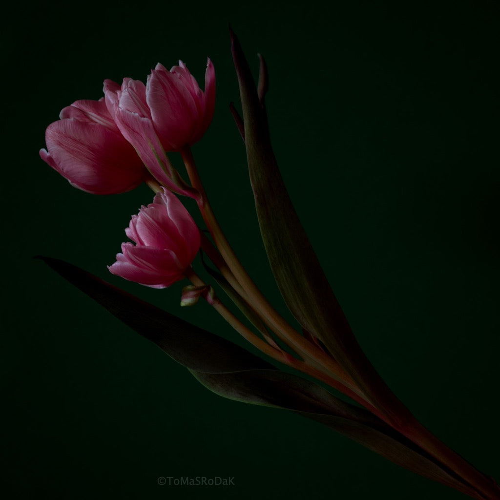 Tulip Photo Picture by Tomas Rodak for sale at TOMs FLOWer CLUB. Limited edition runs of 139 only, framed as real photo print of museum quality, behind 2mm acrylic glass, made by WhiteWall.