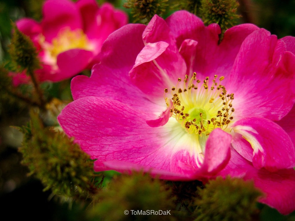 Pink rose, still life floral art photography by Tomas Rodak, photo behind the acrylic glas made by White Wall / LUMAS; offered for sale by TOMs FLOWer CLUB.