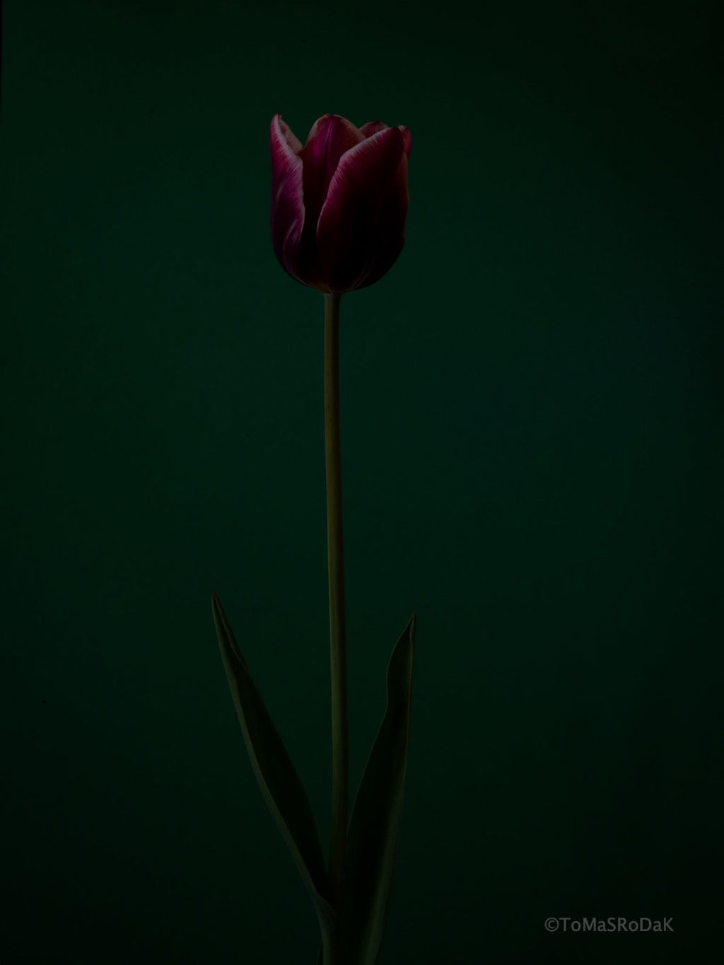 Tulip Photo Picture by Tomas Rodak for sale at TOMs FLOWer CLUB. Limited edition runs of 139 only, framed as real photo print of museum quality, behind 2mm acrylic glass, made by WhiteWall.