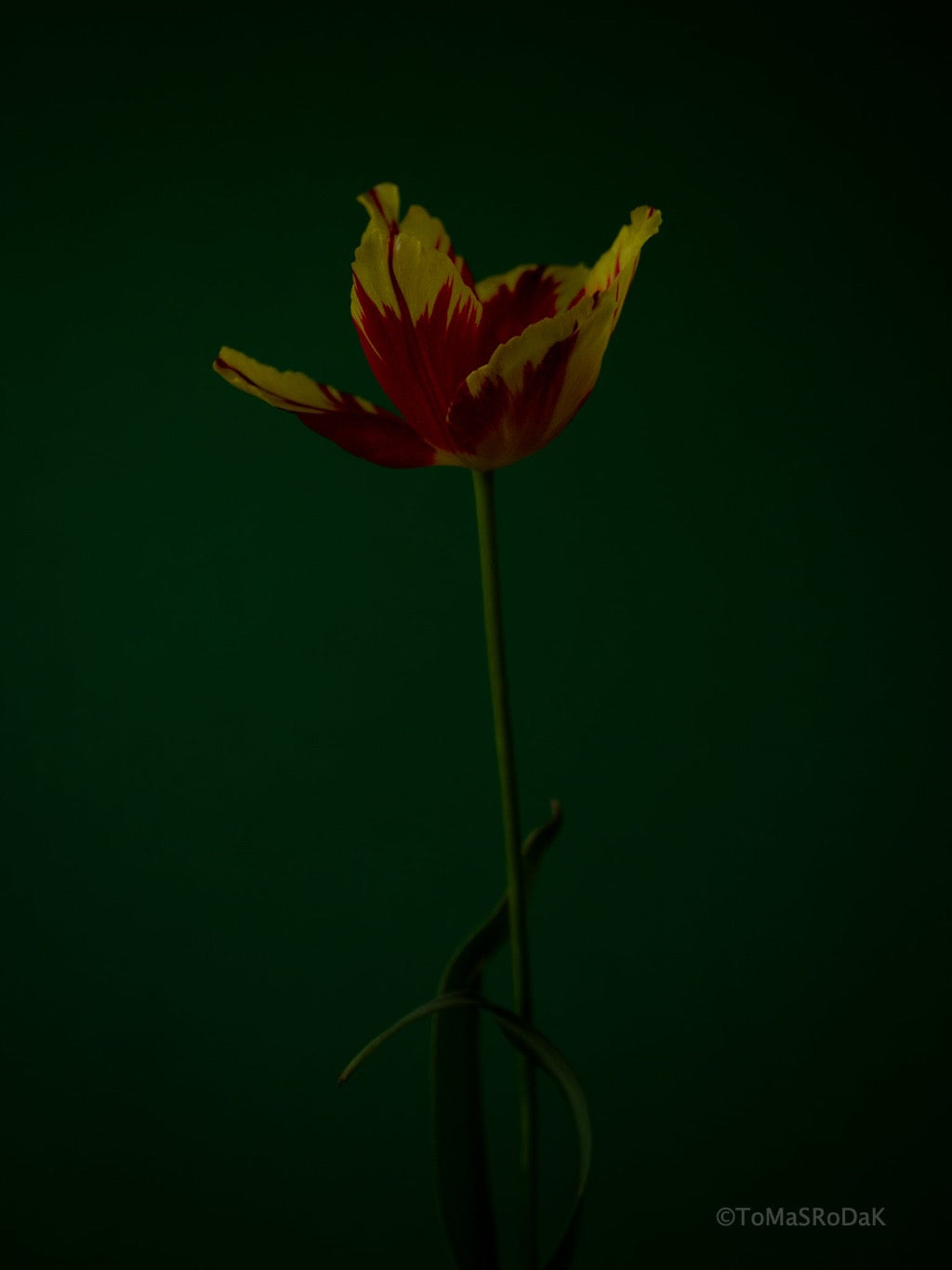 Tulip Photo Picture by Tomas Rodak for sale at TOMs FLOWer CLUB. Limited edition runs of 139 only, framed as real photo print of museum quality, behind 2mm acrylic glass, made by WhiteWall.