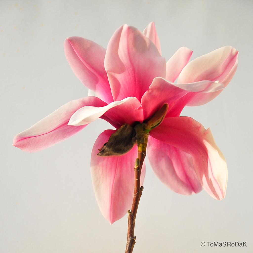 Pink magnolia by TOMas Rodak, real photo behind acrylic glass in limited edition runs of 139 for sale at TOMs FLOWer CLUB, gallery quality, signed, numbered and certified.