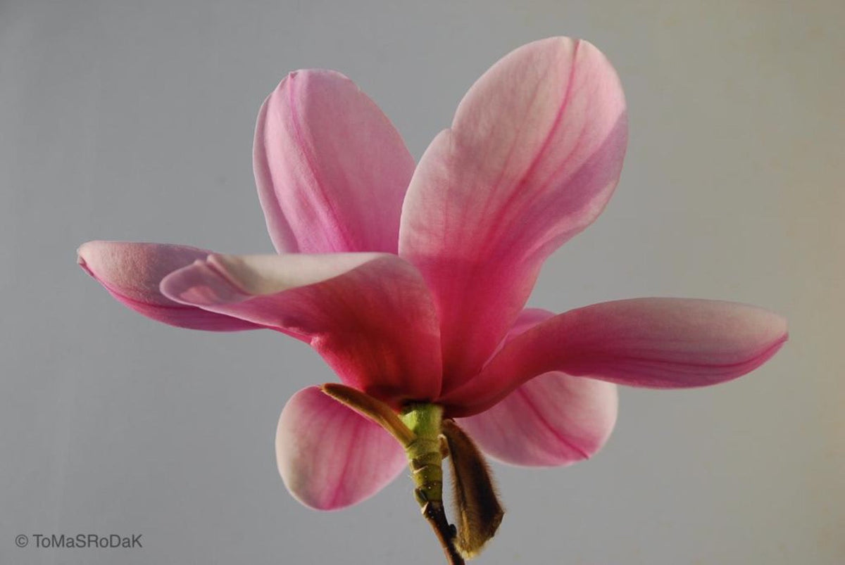 Magnolia by TOMas Rodak, real photo behind acrylic glass in limited edition runs of 139 for sale at TOMs FLOWer CLUB, gallery quality, signed, numbered and certified.