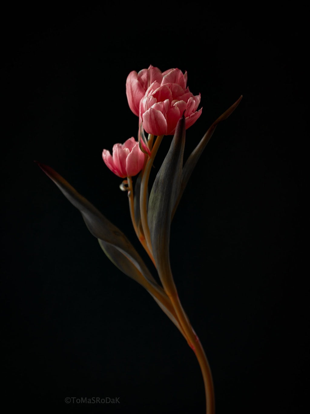 Tulip Photo Picture by Tomas Rodak for sale at TOMs FLOWer CLUB. Limited edition runs of 139 only, framed as real photo print of museum quality, behind 2mm acrylic glass, made by WhiteWall.