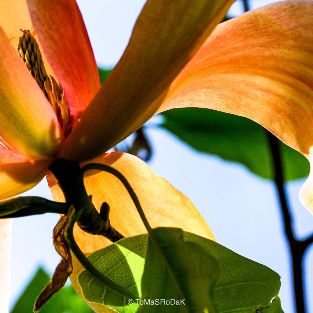 White magnolia by TOMas Rodak, real photo behind acrylic glass in limited edition runs of 139 for sale at TOMs FLOWer CLUB, gallery quality, signed, numbered and certified.