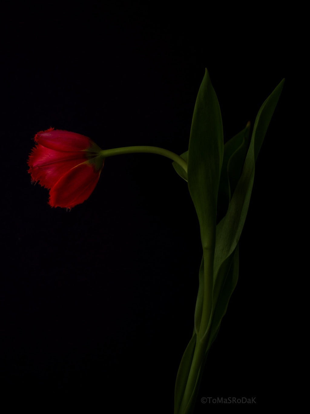 Tulip Photo Picture by Tomas Rodak for sale at TOMs FLOWer CLUB. Limited edition runs of 139 only, framed as real photo print of museum quality, behind 2mm acrylic glass, made by WhiteWall.