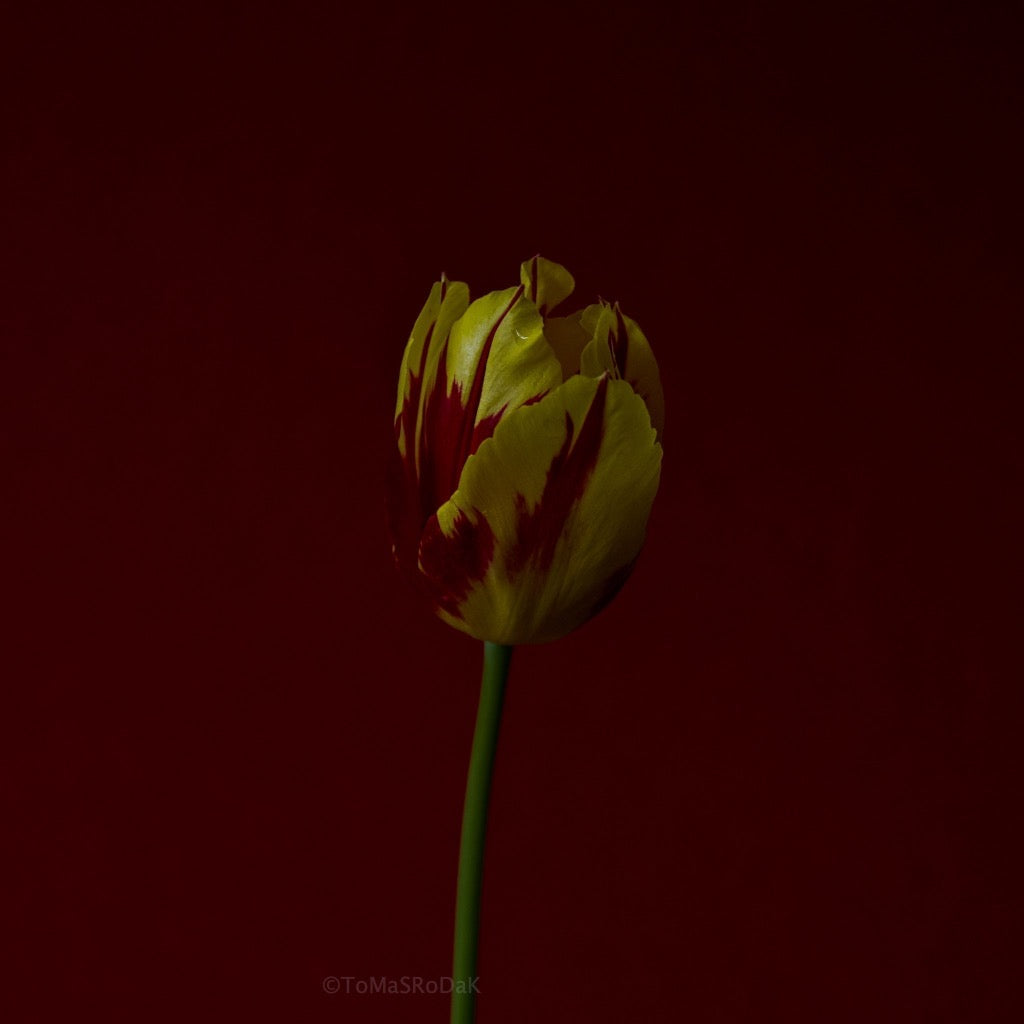 Tulip Photo Picture by Tomas Rodak for sale at TOMs FLOWer CLUB. Limited edition runs of 139 only, framed as real photo print of museum quality, behind 2mm acrylic glass, made by WhiteWall.