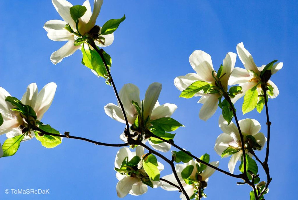 White magnolia by TOMas Rodak, real photo behind acrylic glass in limited edition runs of 139 for sale at TOMs FLOWer CLUB, gallery quality, signed, numbered and certified.
