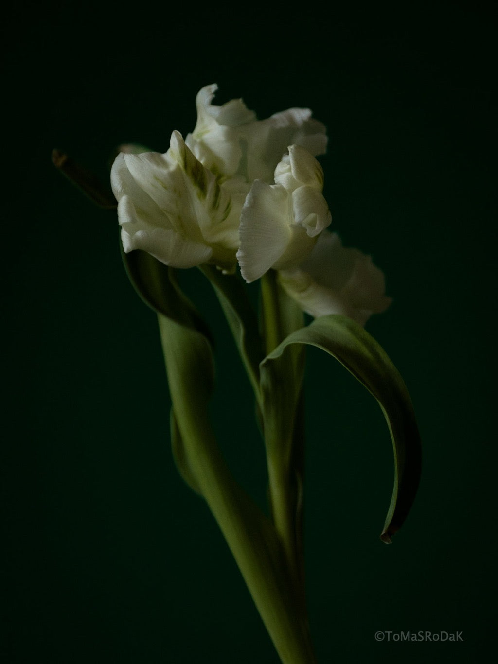 Tulip Photo Picture by Tomas Rodak for sale at TOMs FLOWer CLUB. Limited edition runs of 139 only, framed as real photo print of museum quality, behind 2mm acrylic glass, made by WhiteWall.