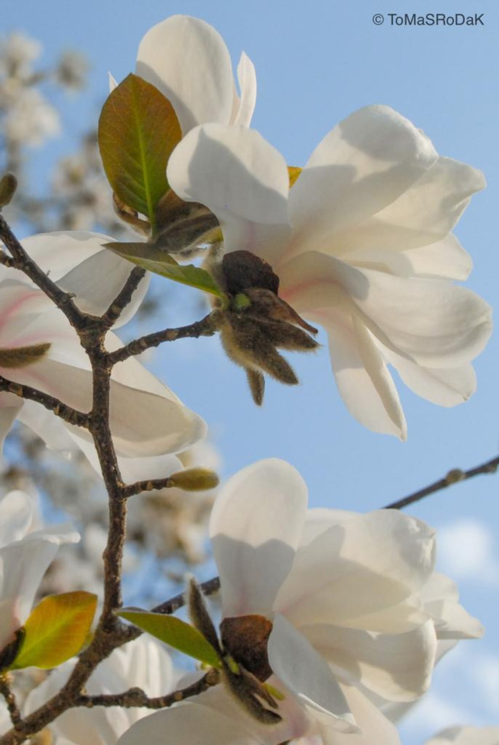 White magnolia by TOMas Rodak, real photo behind acrylic glass in limited edition runs of 139 for sale at TOMs FLOWer CLUB, gallery quality, signed, numbered and certified.