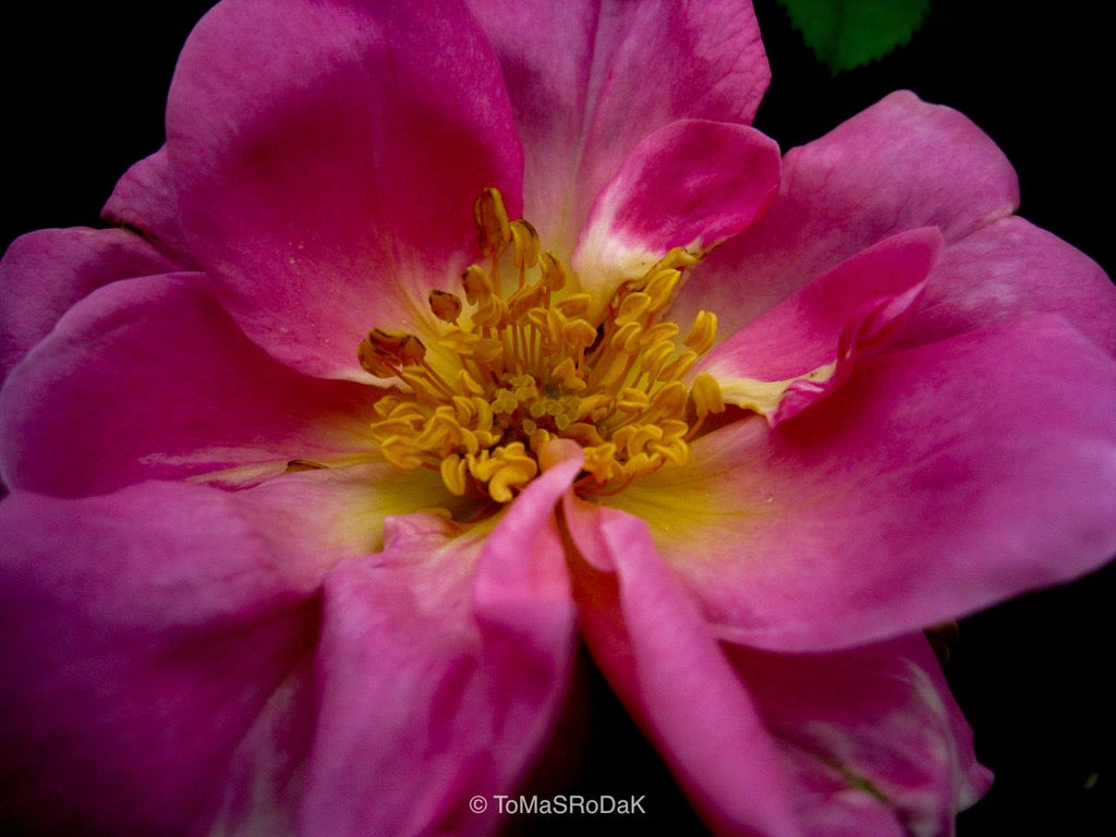 Pink rose, still life floral art photography by Tomas Rodak, photo behind the acrylic glas made by White Wall / LUMAS; offered for sale by TOMs FLOWer CLUB.