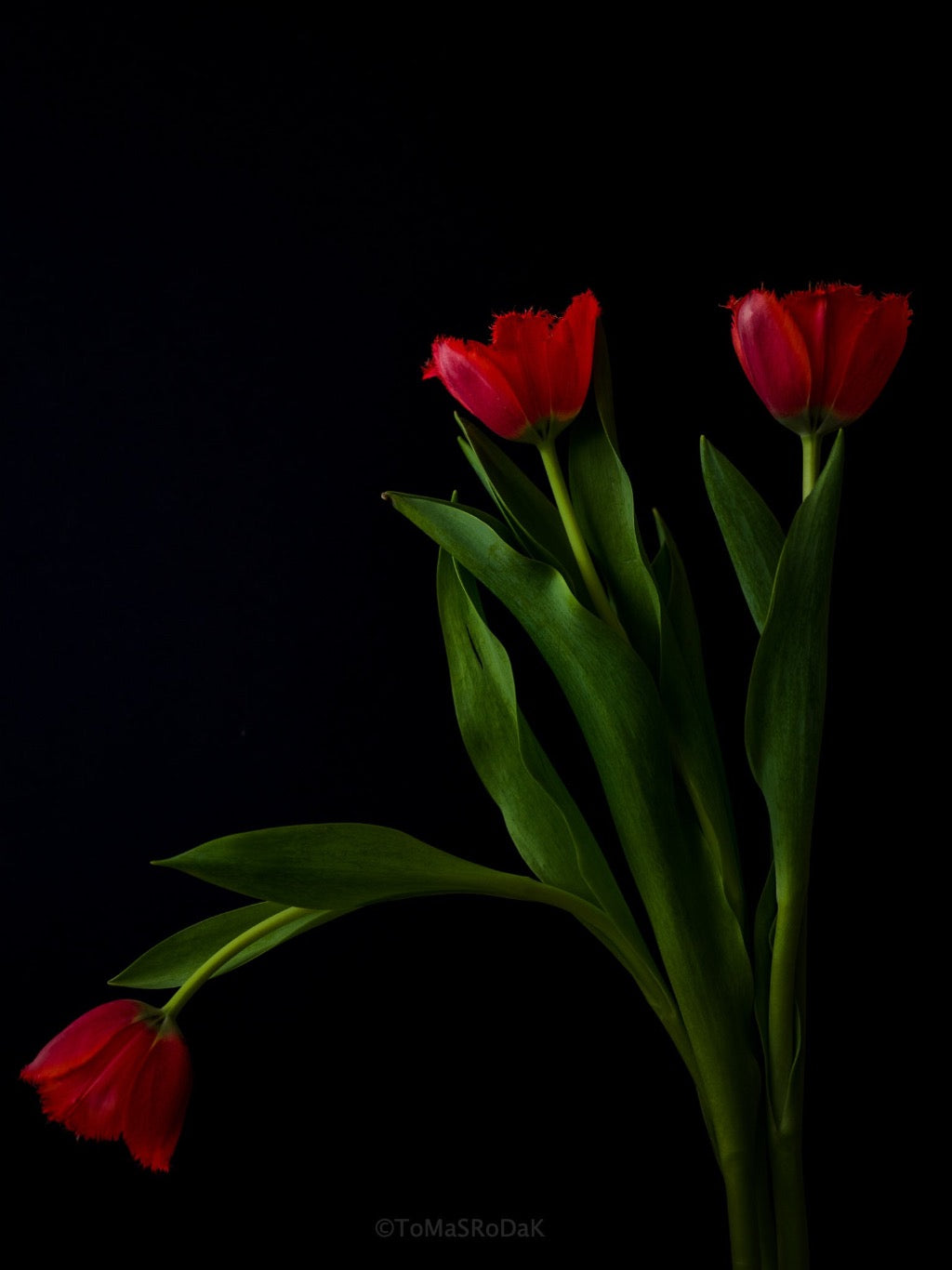 Tulip Photo Picture by Tomas Rodak for sale at TOMs FLOWer CLUB. Limited edition runs of 139 only, framed as real photo print of museum quality, behind 2mm acrylic glass, made by WhiteWall.
