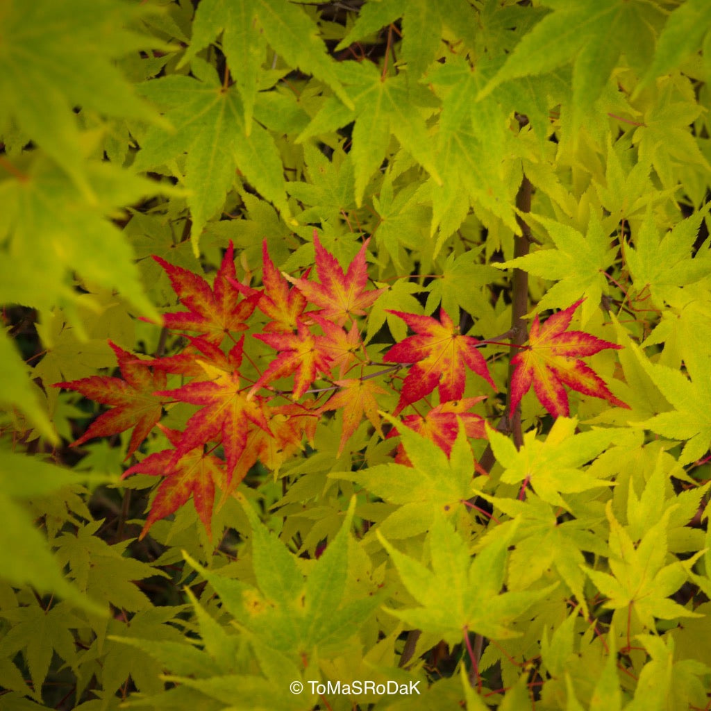 Maple branch, green, red, Tree series of art photography by Tomas Rodak, photo behind the acrylic glas made by White Wall / LUMAS; offered for sale by TOMs FLOWer CLUB.