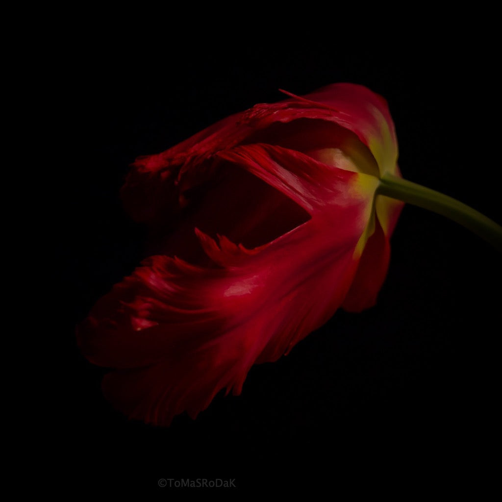 Tulip Photo Picture by Tomas Rodak for sale at TOMs FLOWer CLUB. Limited edition runs of 139 only, framed as real photo print of museum quality, behind 2mm acrylic glass, made by WhiteWall.
