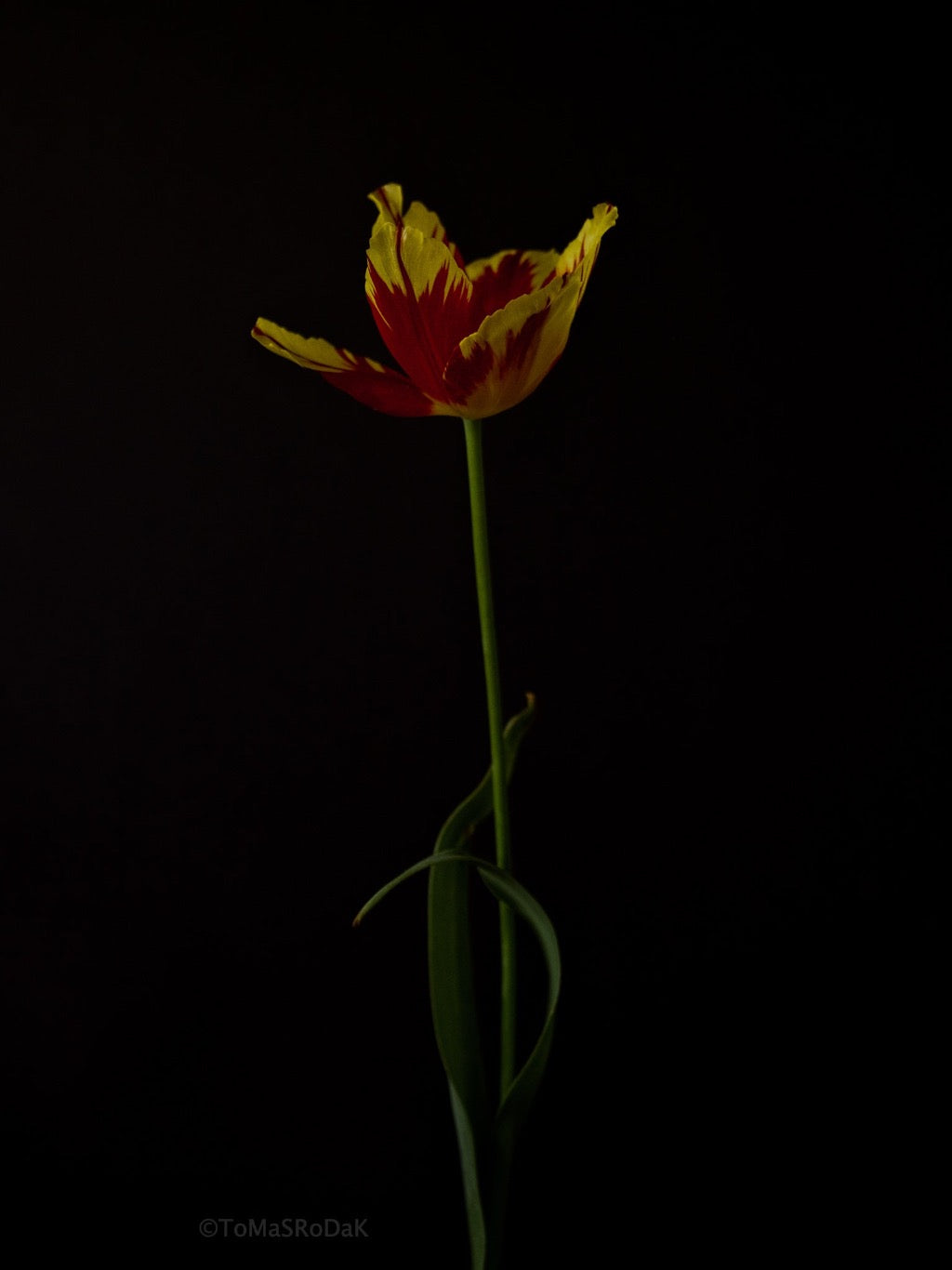Tulip Photo Picture by Tomas Rodak for sale at TOMs FLOWer CLUB. Limited edition runs of 139 only, framed as real photo print of museum quality, behind 2mm acrylic glass, made by WhiteWall.