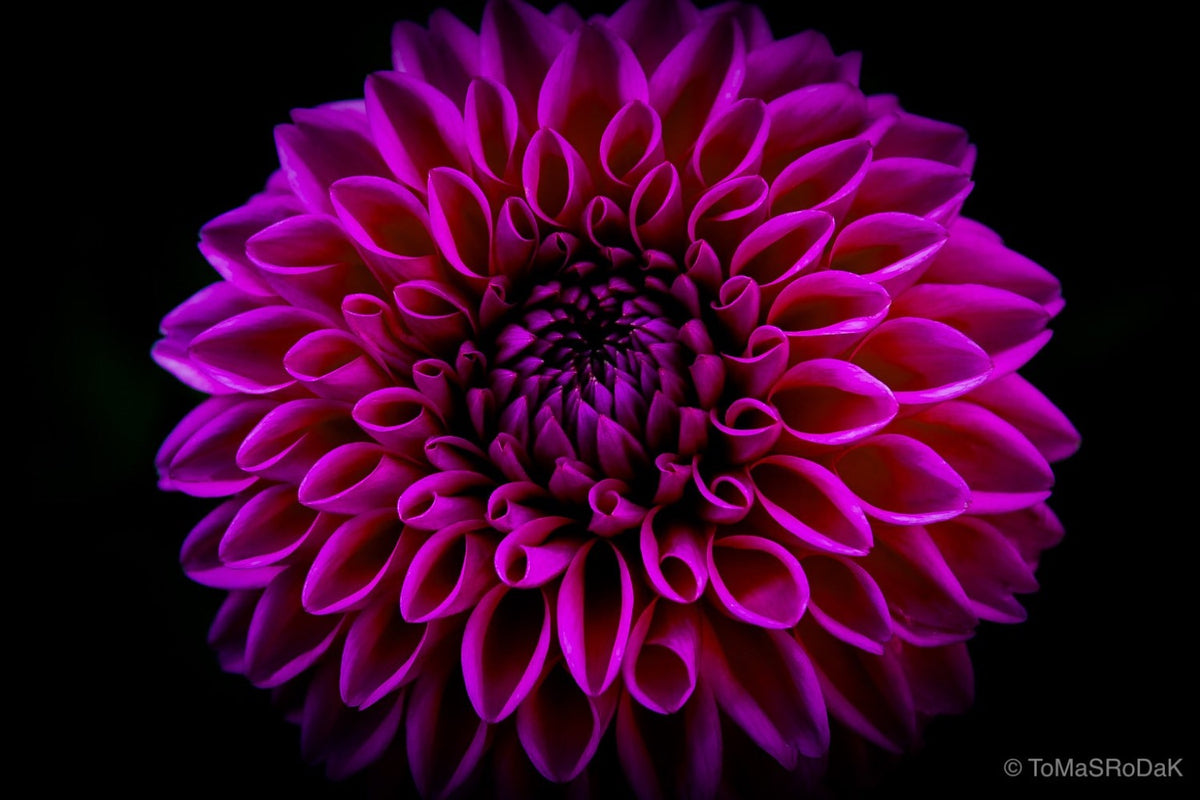 Dahlia by TOMas Rodak, real photo behind acrylic glass in limited edition runs of 139 for sale at TOMs FLOWer CLUB, gallery quality, signed, numbered and certified.