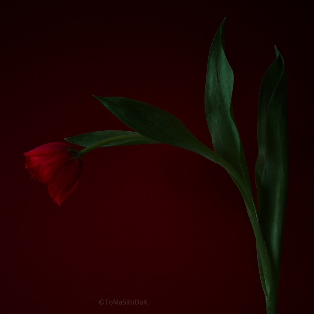 Tulip Photo Picture by Tomas Rodak for sale at TOMs FLOWer CLUB. Limited edition runs of 139 only, framed as real photo print of museum quality, behind 2mm acrylic glass, made by WhiteWall.